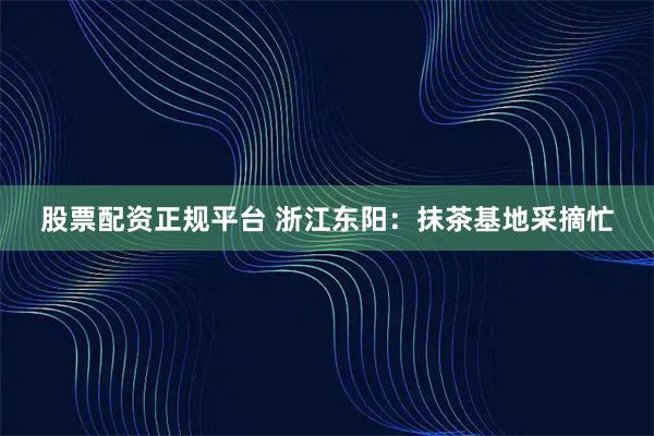 股票配资正规平台 浙江东阳：抹茶基地采摘忙